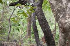 Diospyros melanoxylon